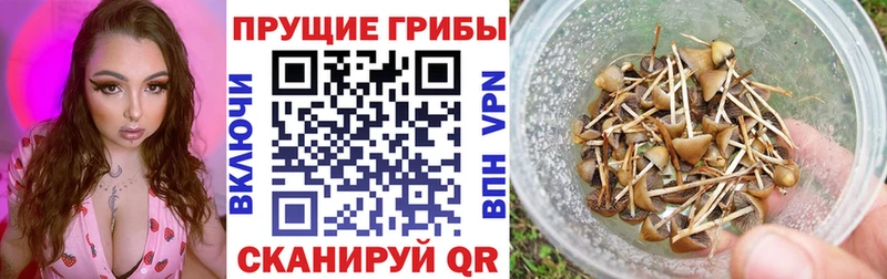 Псилоцибиновые грибы прущие грибы Шахунья